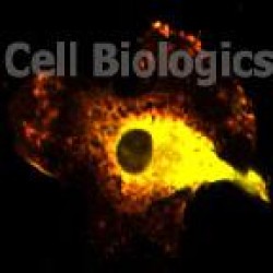 Human Pancreatic Islets (2)